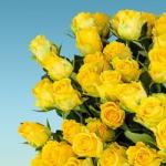 Жёлтые розы:значение подарка Желтая роза символ чего