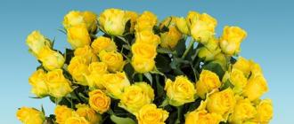 Geltonos rožės: dovanos prasmė Geltona rožė yra simbolis ko