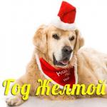 Ką padovanoti Naujiesiems šuns metams: draugiški patarimai iš geltono simbolio